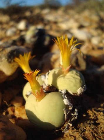 Conophytum calculus